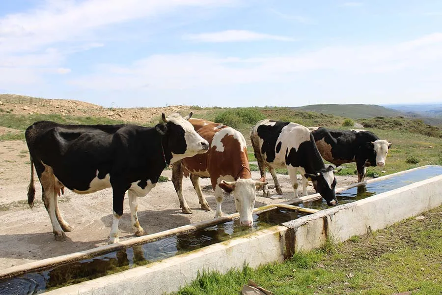 Livestock Water Supply