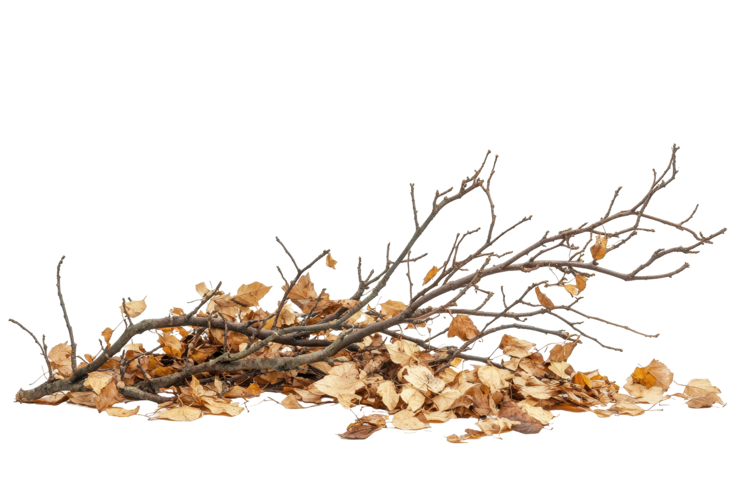 Leaves and debris